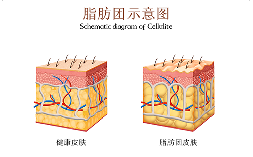 人體成分分析儀